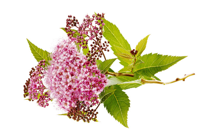 meadowsweet spirea