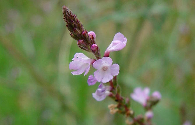 verbena officinalis usi