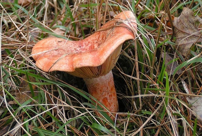 funghi autunno sanguinello
