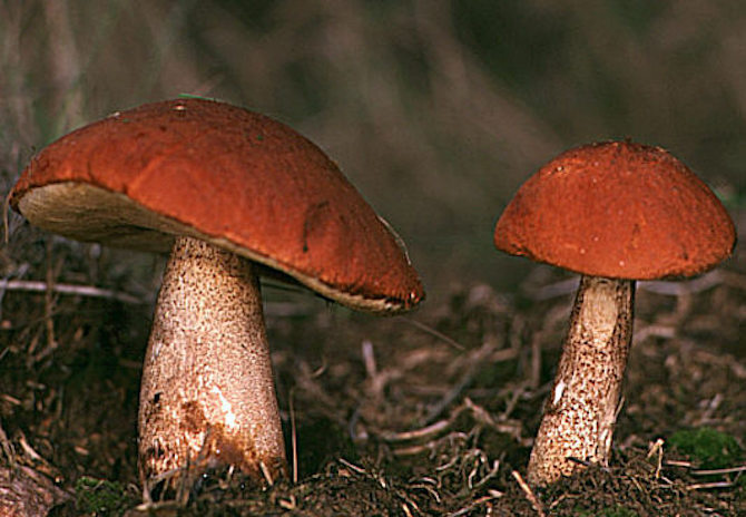 funghi autunno leccino porcinello rosso