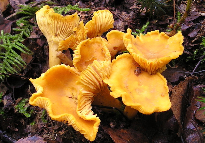 funghi autunno galletto