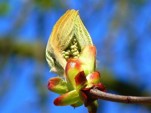 Chestnut Bud, fiore di Bach n. 7