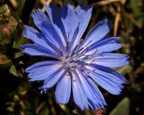 Chicory, fiore di Bach n. 8