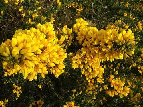 Gorse, fiore di Bach