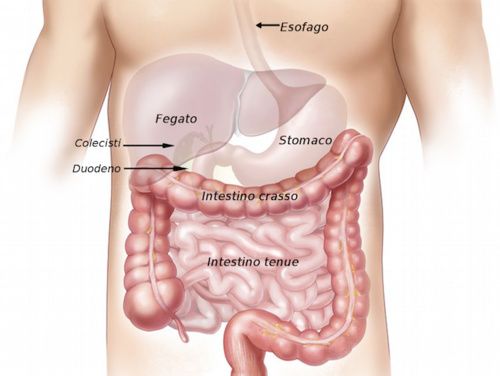 Fegato Disturbi E Tutti I Rimedi Cure Naturaliit