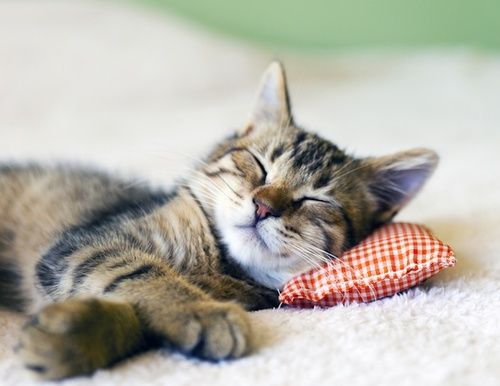 Dormire bene fa dimagrire? Ecco cosa c’è di vero