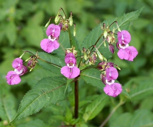 Impatiens, tutto sul fiore di Bach 