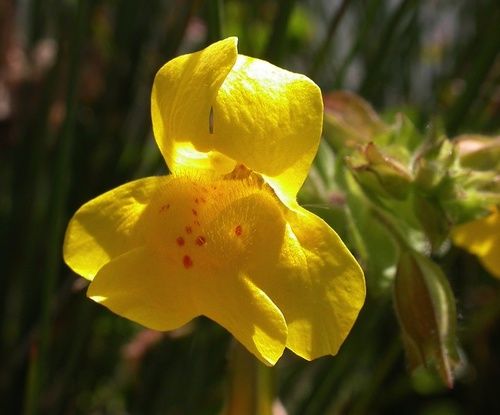 Mimulus fiore di Bach