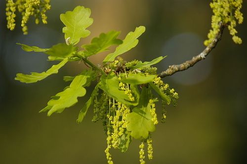 Oak, la quercia