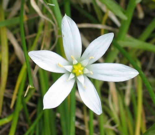 Star of Bethlehem, fiore di Bach