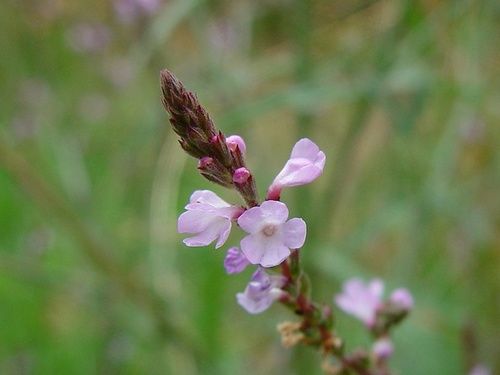 Vervain, fiore di Bach