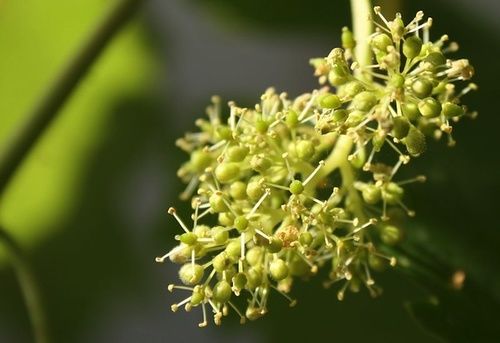 Vine, fiore di Bach