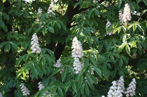 White Chestnut – Il Fiore del Pensiero – Essenze di luce