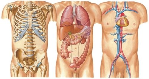 Corpo umano: cura e salute degli organi 