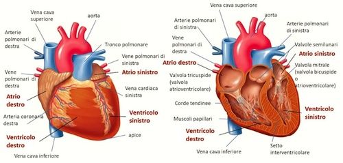 Cuore Disturbi E Tutti I Rimedi Cure Naturali It