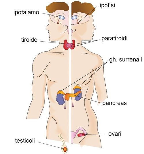 Ghiandole endocrine, disturbi e rimedi naturali