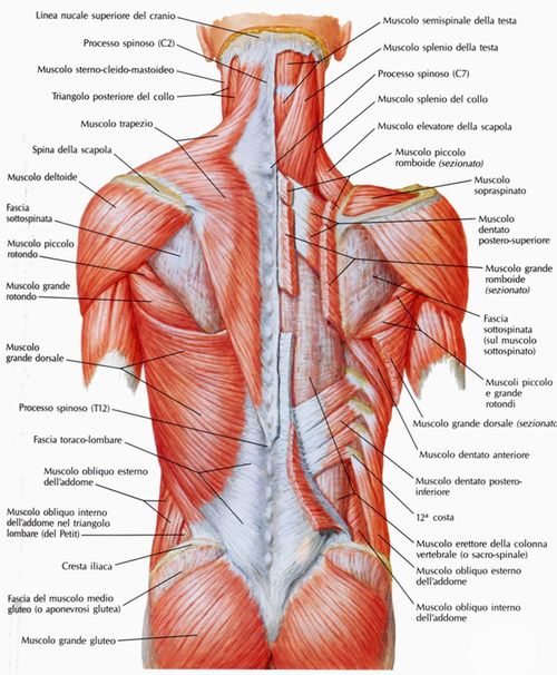 Schiena, anatomia