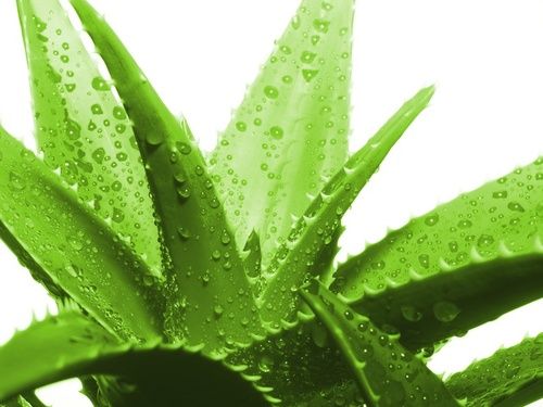 aloe vera gel benefici sulla pelle