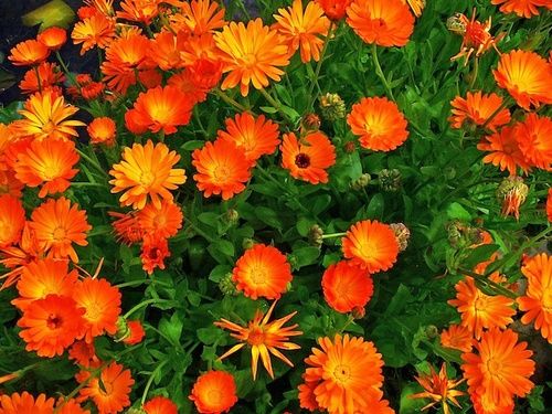 Calendula: proprietà, uso, controindicazioni 