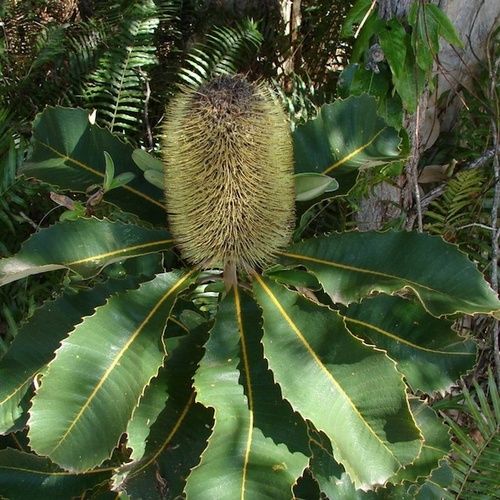 Banksia robur, rimedo floreale australiano