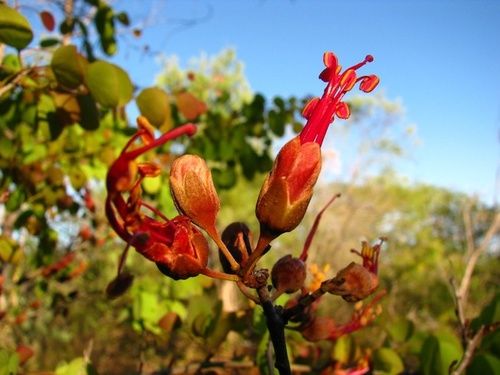 Bauhinia, rimedio floreale australiano