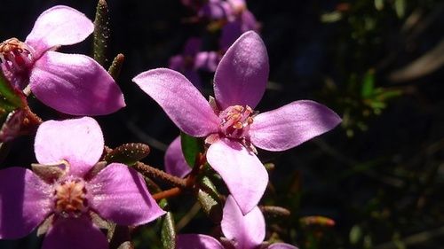 Boronia, rimedio floreale australiano