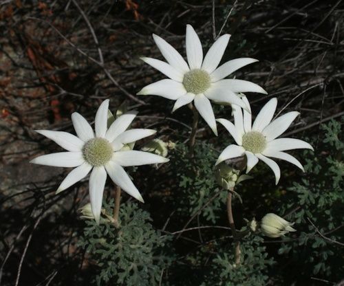 Flennel Flower, rimedio floreale australiano