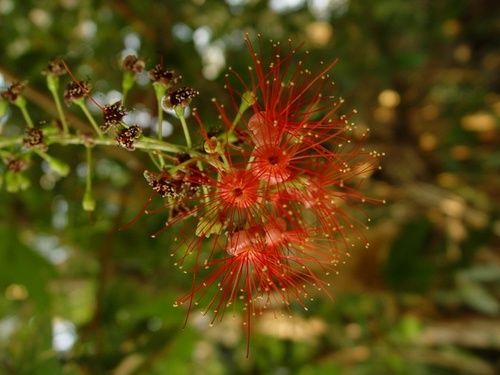 Freshwater Mangrove, rimedio floreale australiano