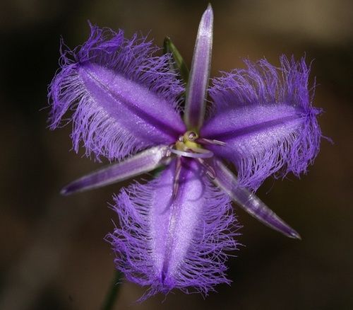 Fringed Violet, rimedio floreale australiano