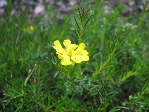 Hibbertia, rimedio floreale australiano