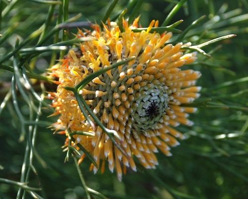 Isopogono, rimedio floreale australiano