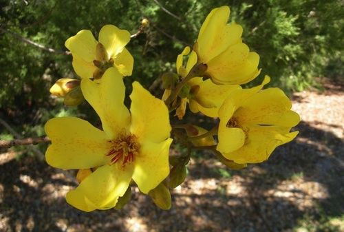 Kapok Bush, rimedio floreale australiano
