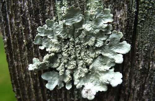Lichen, rimedio floreale australiano