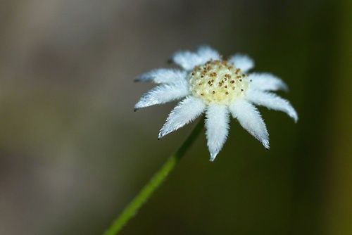 Little Flannel Flower, rimed floreale australiano