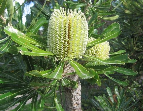 Old Man Banksia, rimedio floreale australiano