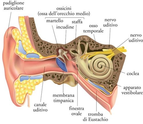 Anatomia e fisiologia dell'orecchio