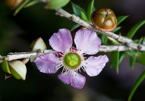 Peach Flower Tea Tree, rimed floreale australiano