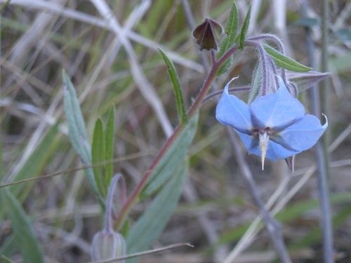 Rough Bluebell, rimed floreale australiano