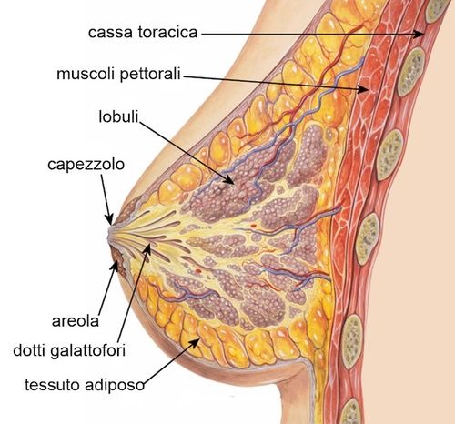 Anatomia della mammella