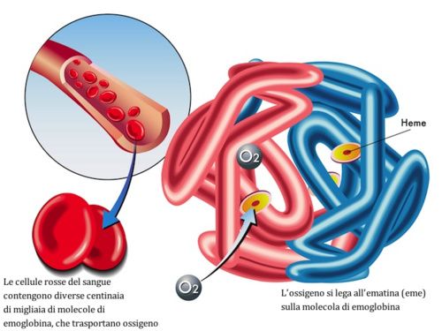 Molecola di emoglobina