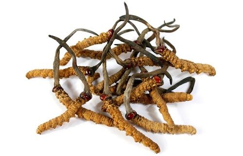 Cordyceps sinensis, proprietà e utilizzo