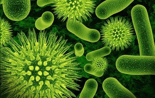 Flora batterica intestinale