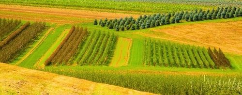 Agricoltura sostenibile: definizione, modelli e finalità