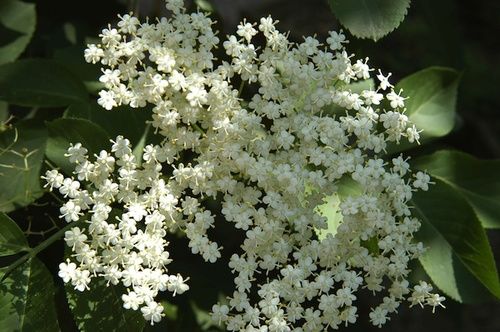 Sambucus nigra