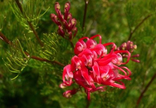 BUSH RED GREVILLEA singolo - FIORI AUSTRALIANI - Il Punto Bio