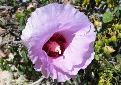 Sturt Desert Rose, rimedio floreale australiano