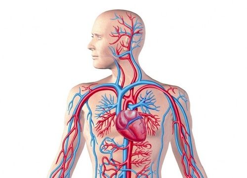 Sistema cardiovascolare, tutti i rimedi