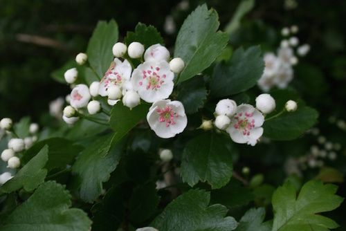 Biancospino Proprietà Uso Controindicazioni Cure