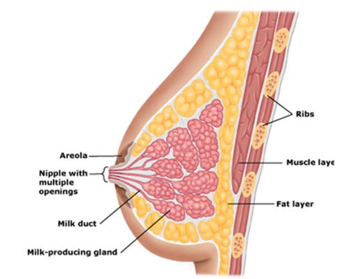 Anatomia seno
