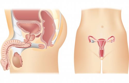 Sistema riproduttivo maschile e femminile